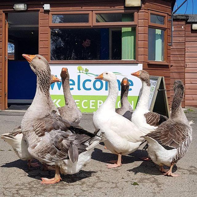 Trevella Holiday Park New Quay エクステリア 写真
